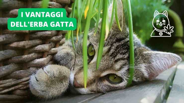 micio e erba
