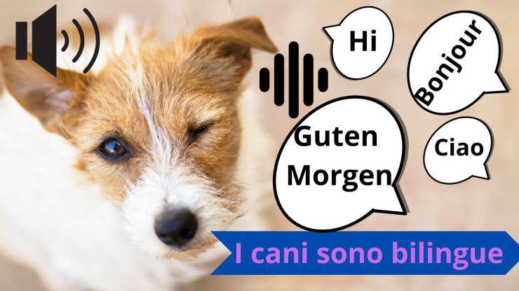 Il cane comprende le lingue