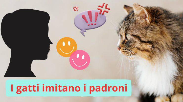 Gatto e padrone