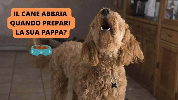 cane agitato