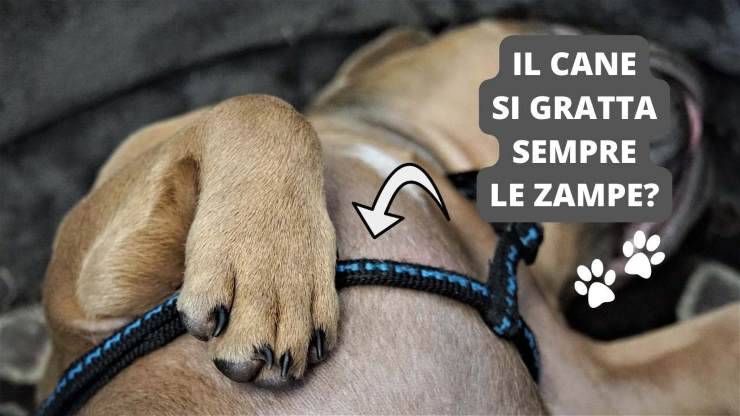 cucciolo dorme 