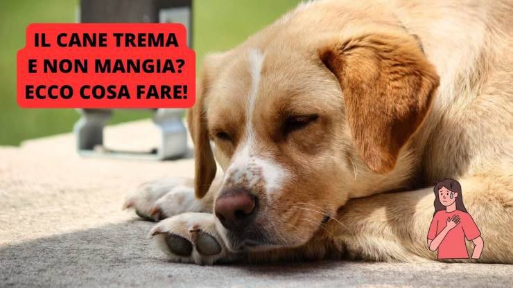 cane sdraiato a terra