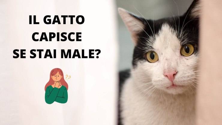 gatto triste