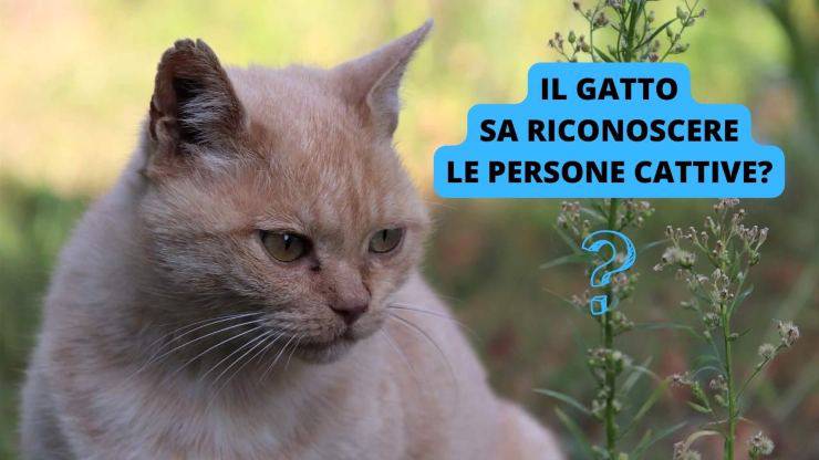gatto rosso attento