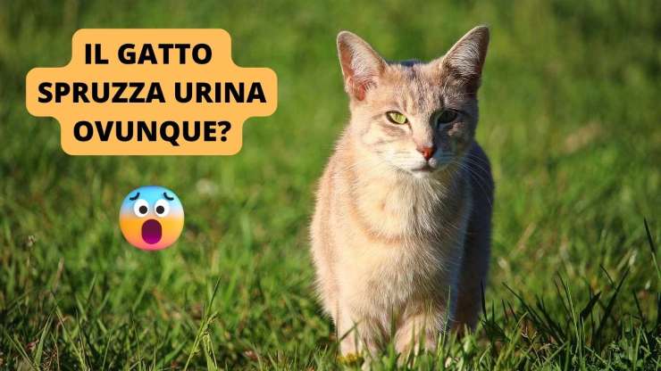 gatto rosso