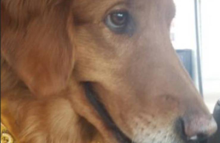 cane trovato adozione Arizona