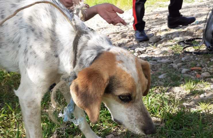 fido recuperato carabinieri ragazze