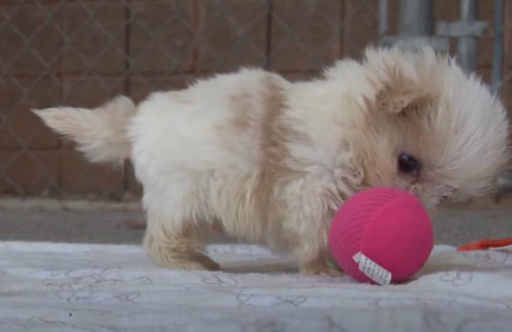 piccolo Shih-tzu gioca pallina