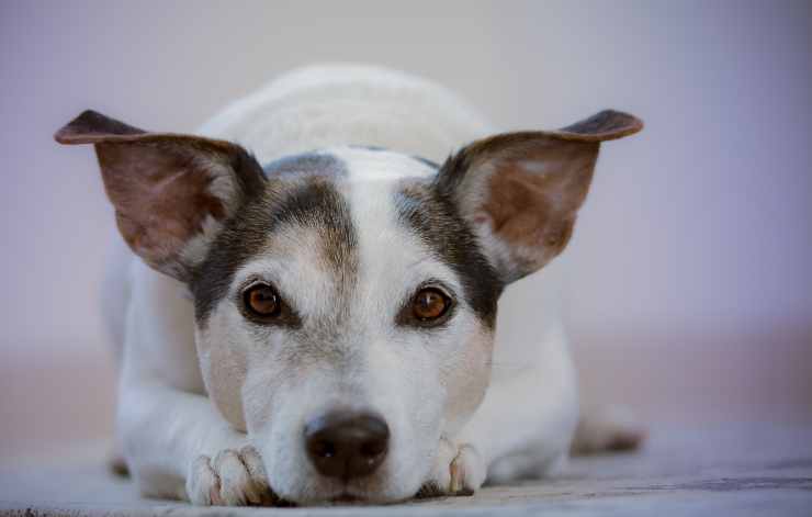 Jack Russell