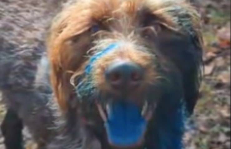 rosco pelosetto lingua colorata