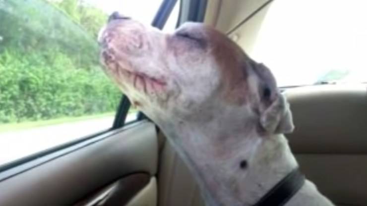 cane ultimo viaggio in macchina