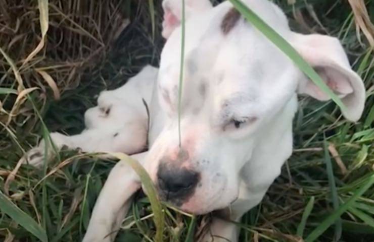 billy fido deperito natura 