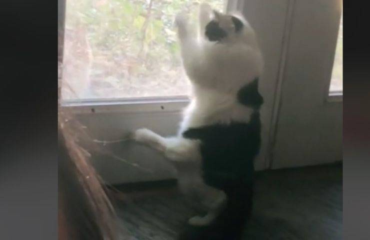 gatto 5 zampe video