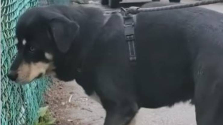 cane abbandonato max