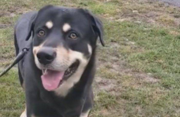 cane abbandonato motivi economici