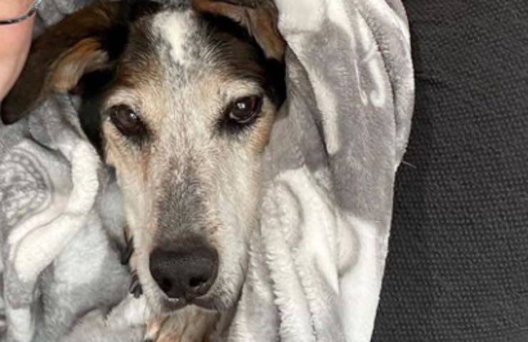 cagnolina soppressa 12 anni