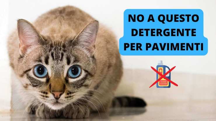 gatto pavimento