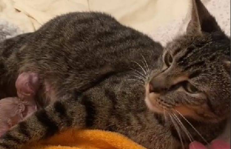 parto gatto video