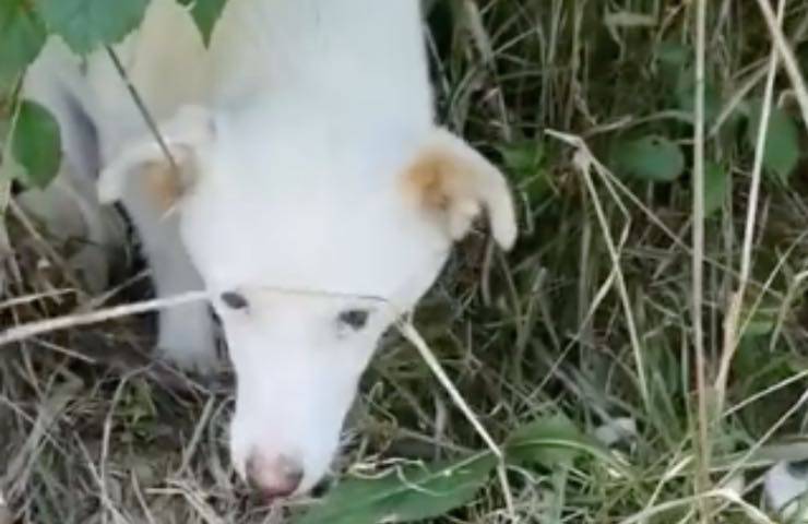 cagnolina prova salvare piccoli 