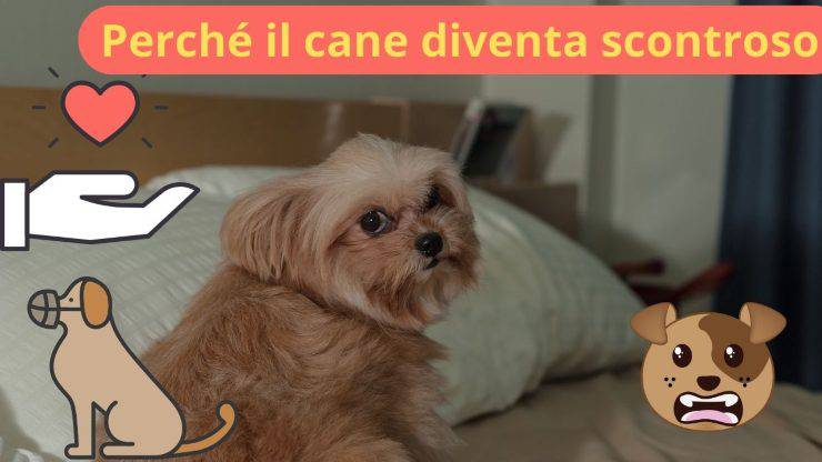 Cane scontroso
