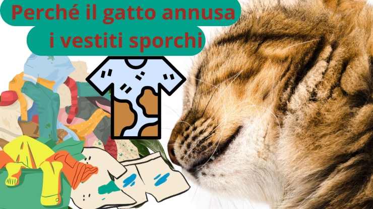 Gatto e vestiti sporchi