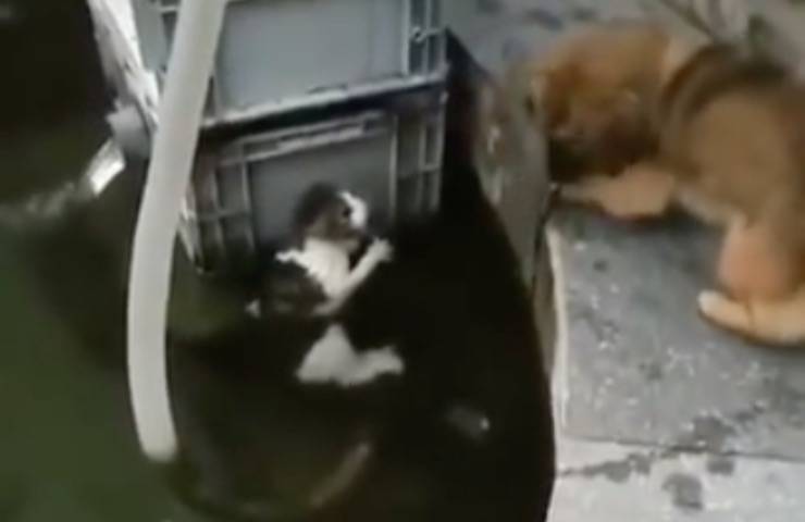 micio terrorizzato richiesta aiuto