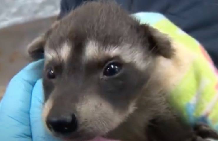 cucciolo procione appena nato 