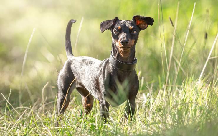 pinscher