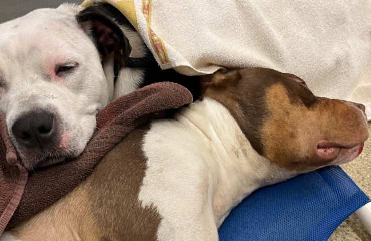 cane abbraccio migliore amico