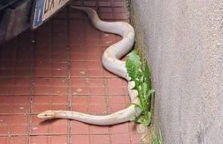 serpente strada vicino autovettura