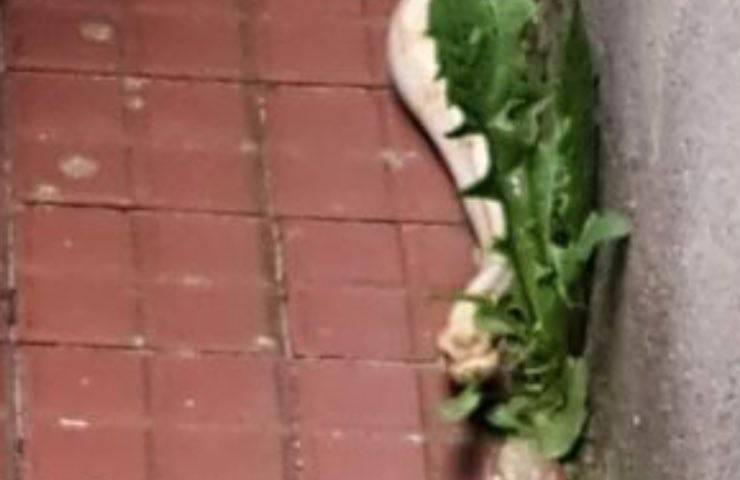 birmano poco visibile erba