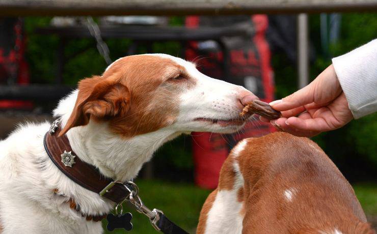 Podenco Canario