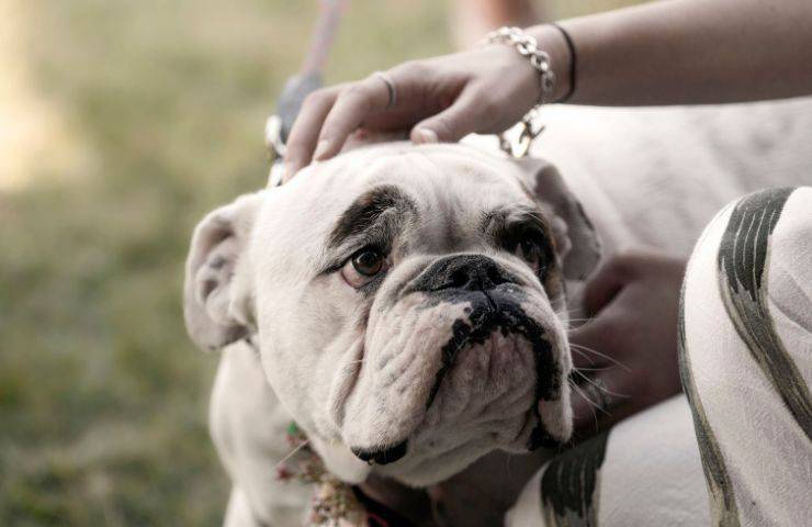 Accarezzare cane aggressivo