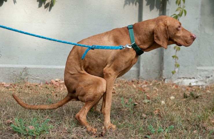 Cane fa le feci
