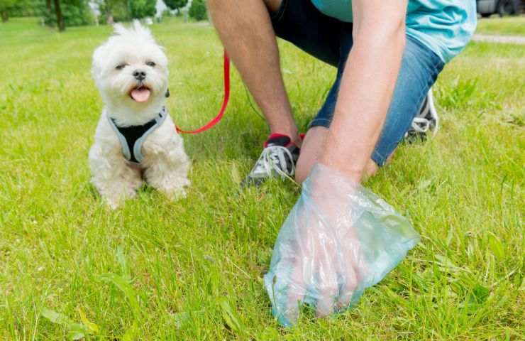Raccogliere feci del cane