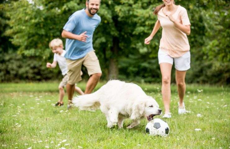 Giochi all'aperto col cane