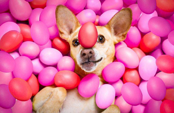 Cane a Pasqua