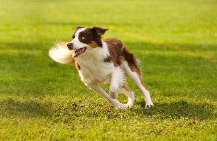 Cane corre