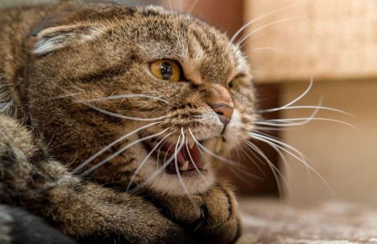 Gatto arrabbiato