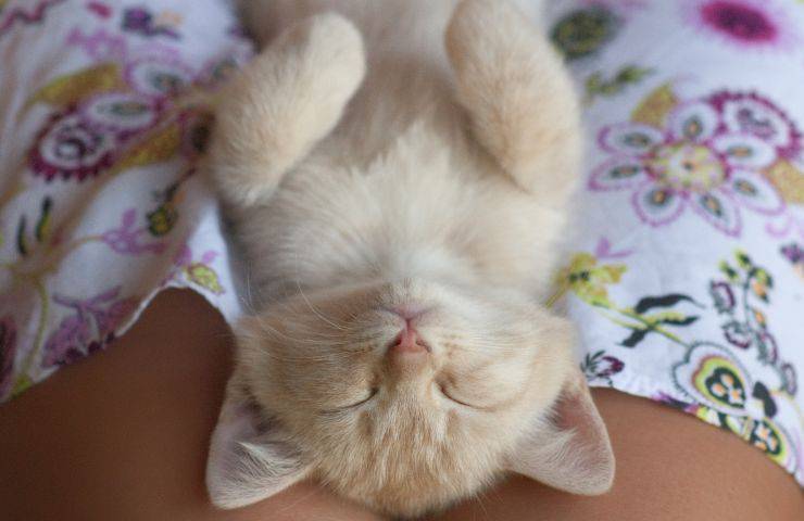 Gatto felice