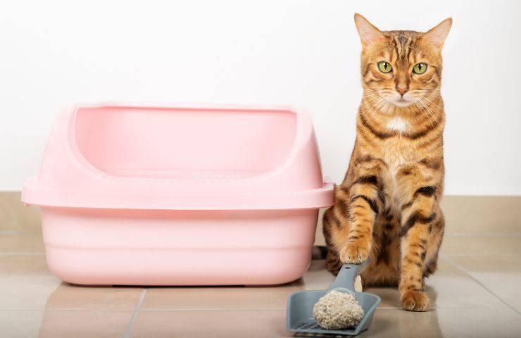 Pulire la lettiera del gatto