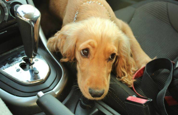 Cane tranquillo in auto