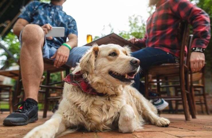 Amici con un cane