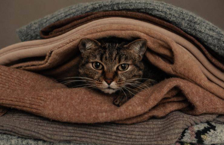 Gatto tra i vestiti
