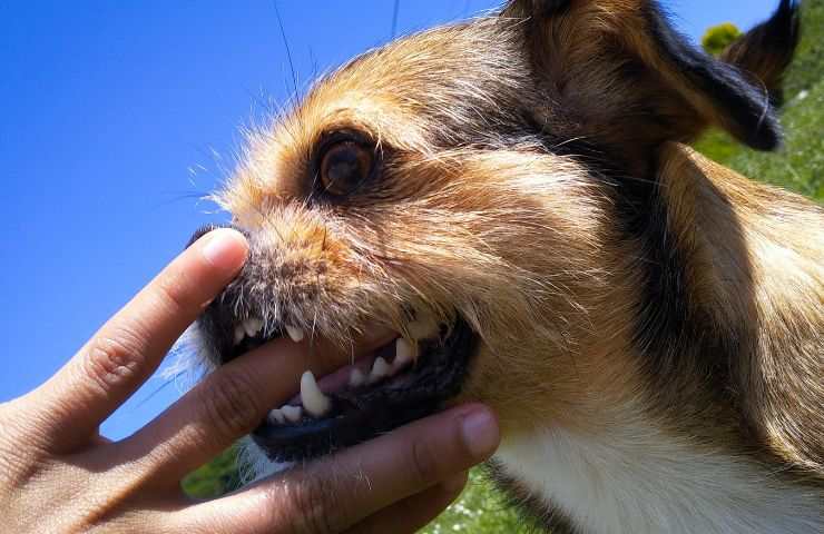 Cane morde