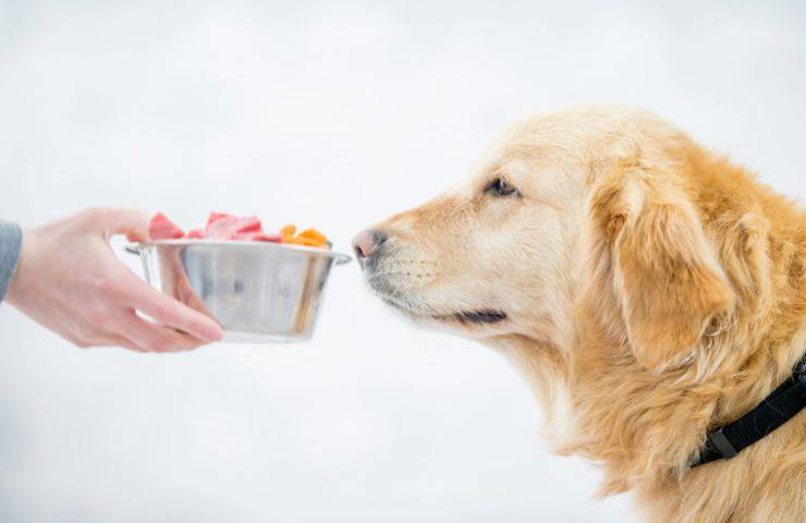 Cibo fatto in casa per Fido