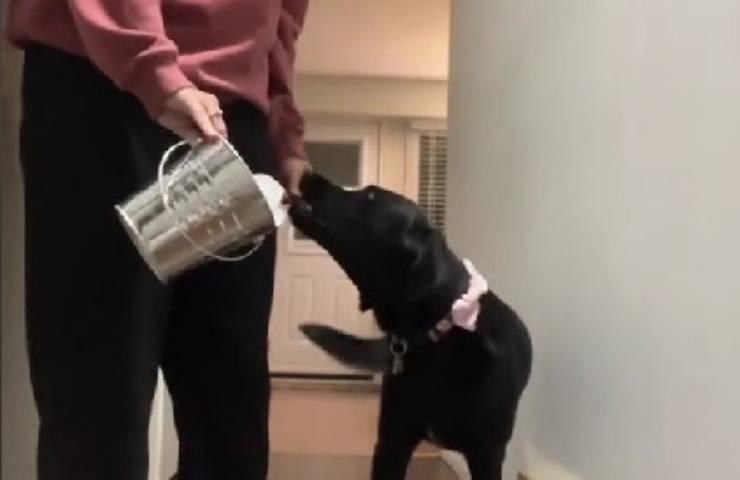 prove matrimonio cane