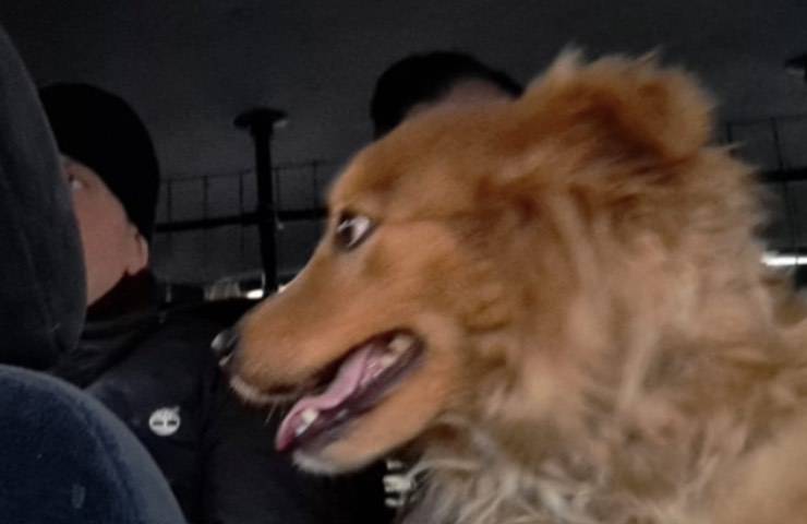 cagnolina controlla stato salute