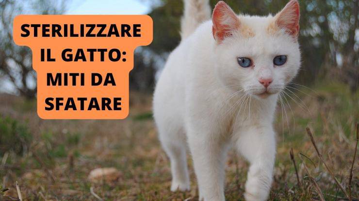 gatto cammina 