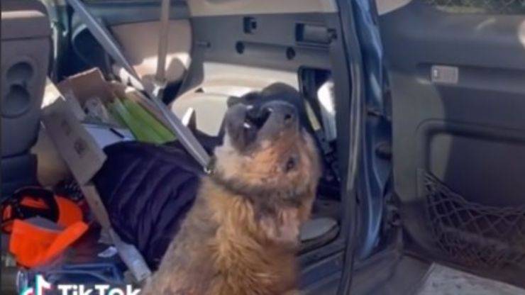cane trasformazione